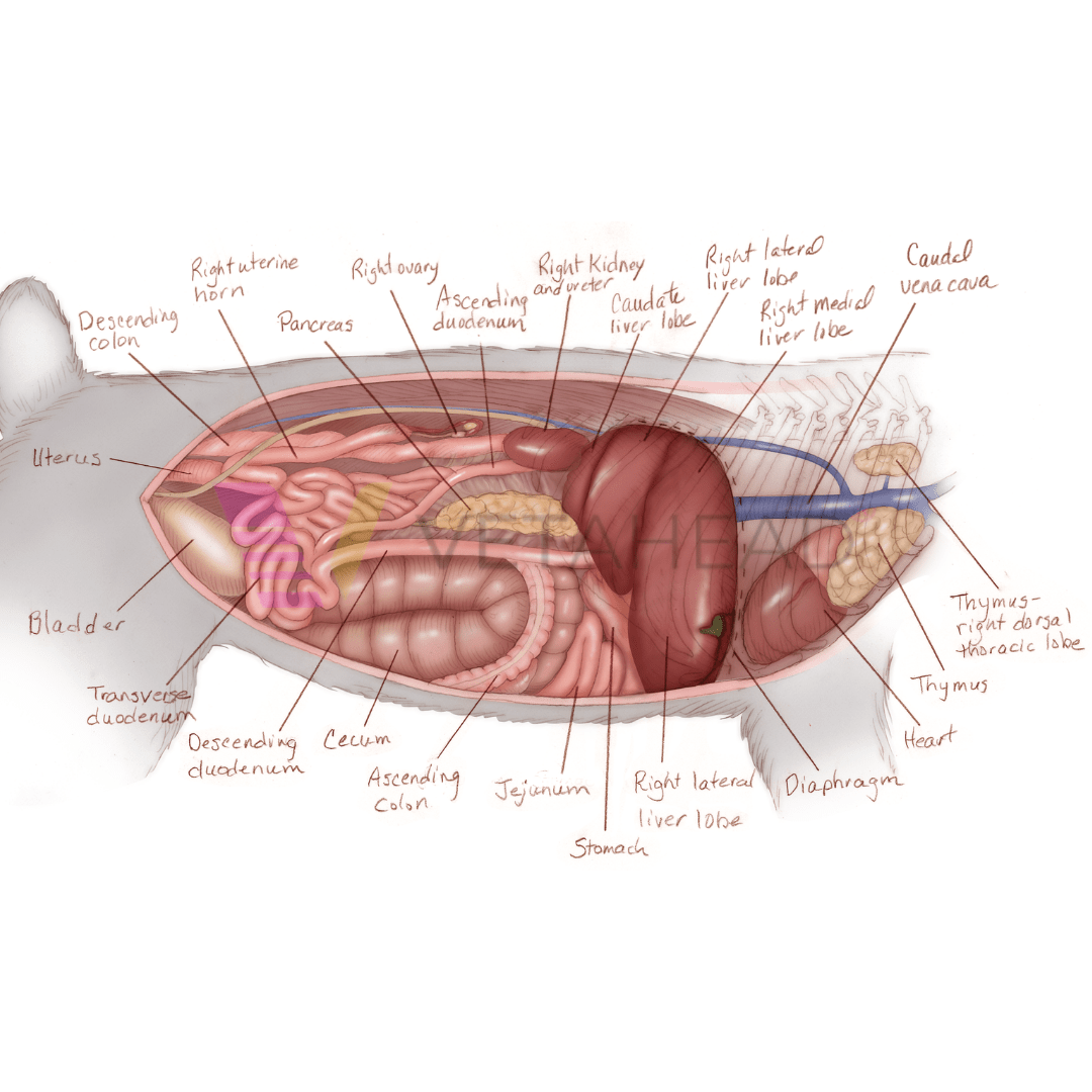 Major features of rabbit anatomy
