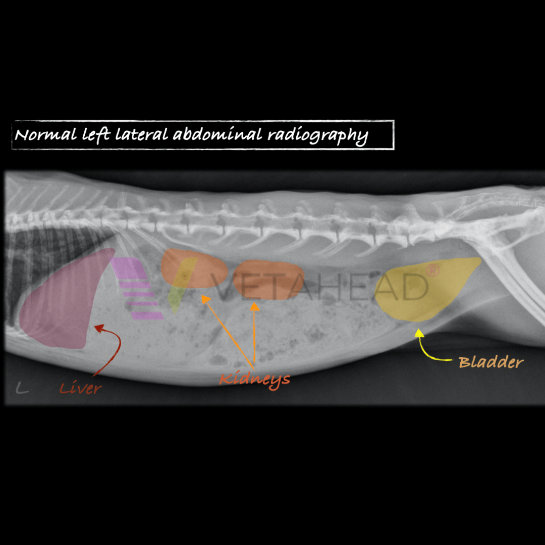 Abdominal x-ray interpretation