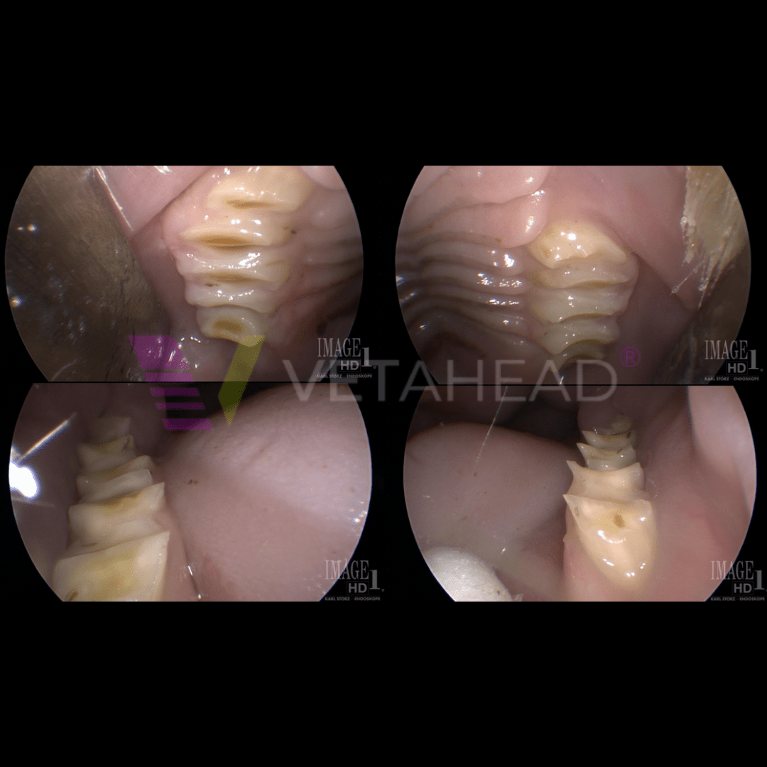 Dental examination (stomatoscopy)
